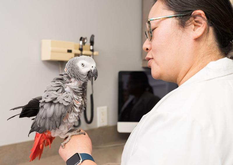 Carousel Slide 8: Pet bird veterinarians
